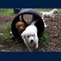 1.Hundeschule