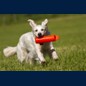 Maya beim Dummytraining