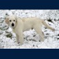 Dundee (5Mo): 1.Schnee