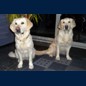 Sunny (19Mo)