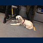 Luna in der Berliner U- Bahn