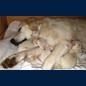 Sazou liebt das Kuscheln