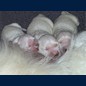 Die Gchen mit 2 Tagen