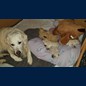 Mama Sazou passt auf