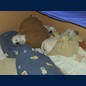 13 Tag- Kuschelhöhle