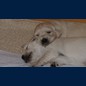 Kuschelbrüder