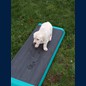 Catwalk, nein, Dogwalk