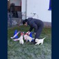 Flatterbänder