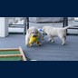 Toben auf dem Balkon