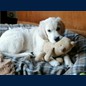 Frodo mit 12 Wopchen