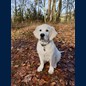 Oscar mit 12 Wochen