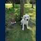 Frodo mit einem halben Jahr