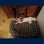 ... Und fühle mich hundswohl