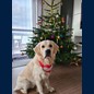 Weihnachtsgrüsse von Oscar
