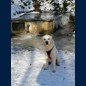 Auch Frodo liebt den Schnee