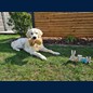Frohe Ostern sendet Oscar