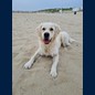 Oscar- Sommerurlaub am Meer