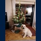 Und schon wieder ist Weihnachten- Frodo