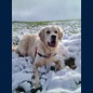 Und endlich wieder Schnee- Oscar