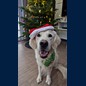 Weihnachten bei Oscars Familie