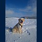 Oscar im Schnee