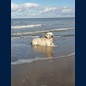 Frodo wieder am Meer