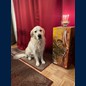 Frodo am 4. Geburtstag