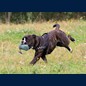 Retriever?
