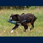Nein, O.E.Bulldog:-)