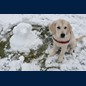 Mit Schneehund