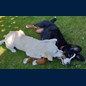 Toben und kuscheln