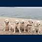 Mit den Timeless Goldens am Strand