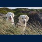...die Dünen auch