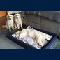 Das letzte Geleit für Oma Maya 06.07.21