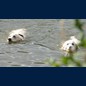 Einfach schwimmen, schwimmen, schwimmen