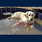 Pool im Garten