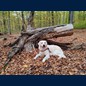 ... Baumstamm- Bilder