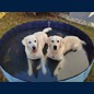 Dann lieber in den Pool