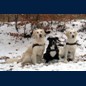 Freundinnen (01.2011)