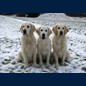 3 Grazien