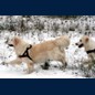 Brandy (9,5J) wird verfolgt
