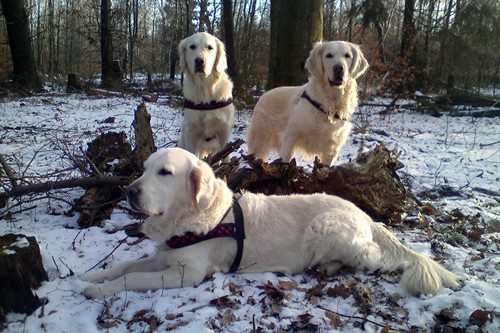 winter2011-12