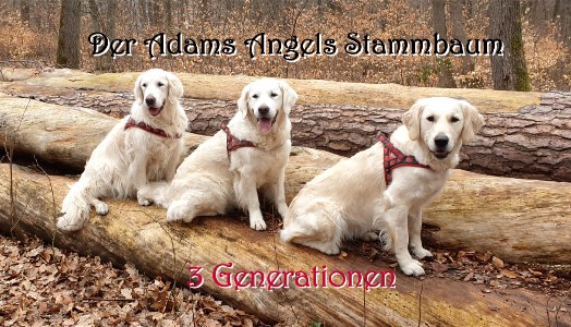 Adams Angels3 Generationen